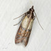 Indian-Meal Moth - Photo (c) David Akers, some rights reserved (CC BY-NC), uploaded by David Akers