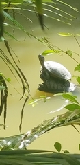 Trachemys stejnegeri