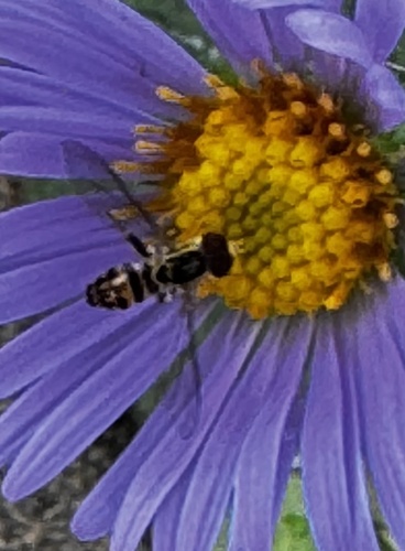 Unknown species found near Olbrich Botanical Gardens, Madison, WI, US