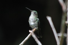 Taphrospilus hypostictus