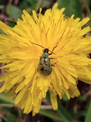 Diabrotica decempunctata