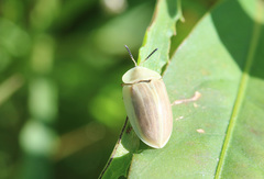 Anacassis fuscata