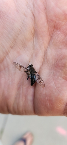 Unknown species found near Aksarben/Elmwood Park, Omaha, NE, USA