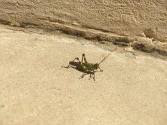 Chromacris speciosa