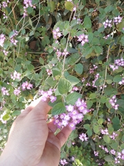 Lantana megapotamica, photograph author not stated, no rights reserved