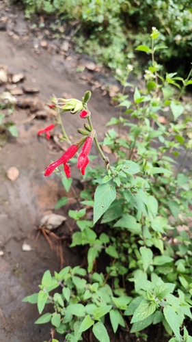 Cardinal Sage (Salvia fulgens)