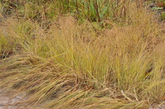 Eragrostis albensis