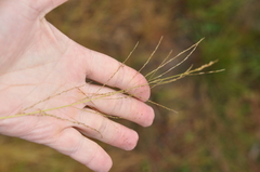Eragrostis albensis