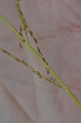 Eragrostis albensis