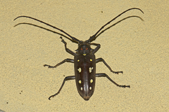 Batocera rubus