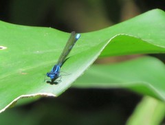 Argia concinna