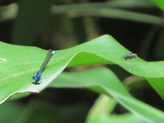 Argia concinna