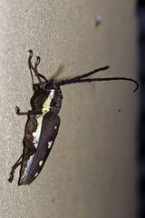 Batocera rubus