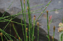 Equisetum bogotense