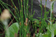 Equisetum bogotense