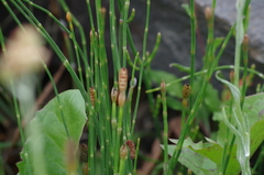 Equisetum bogotense