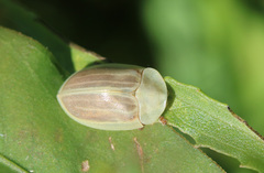 Anacassis fuscata