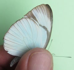 Itaballia demophile centralis