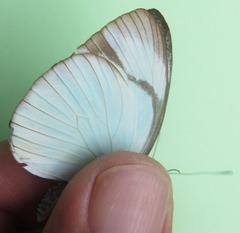 Itaballia demophile centralis