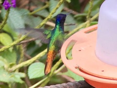 Chrysuronia oenone