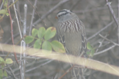 iNaturalist observation photo of White-crowned Sparrow