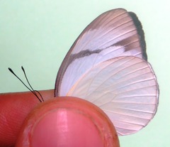 Itaballia demophile centralis