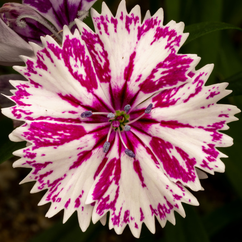 Dianthus chinensis × barbatus