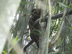 Aotus nigriceps