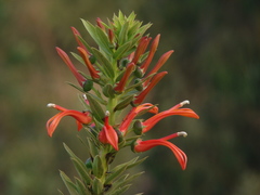 Lobelia excelsa