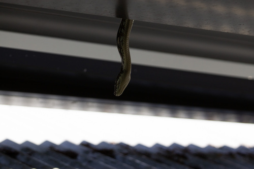 Coastal Carpet Python sighting