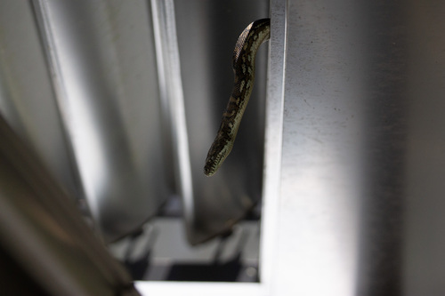 Coastal Carpet Python sighting