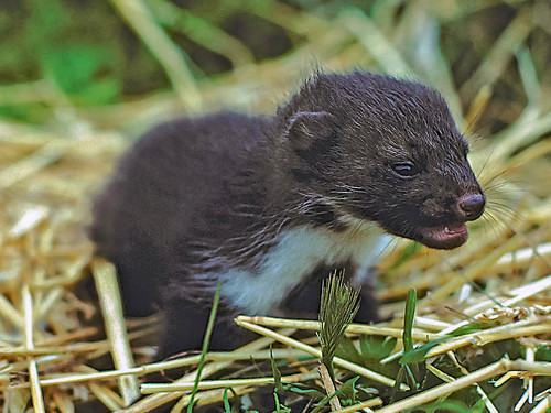 Stone Marten, photo 7 of 7
