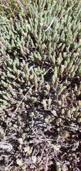 Kelleria villosa