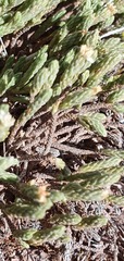 Kelleria villosa