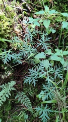 Geranium potentillifolium, photograph Hugo Juárez, CC BY, iNaturalist via GBIF