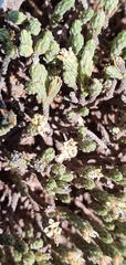 Kelleria villosa