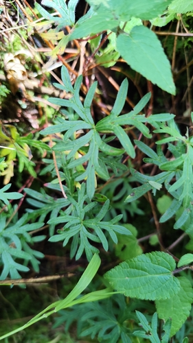 Geranium potentillifolium, photograph 3