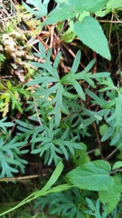 Geranium potentillifolium, photograph Hugo Juárez, CC BY, iNaturalist via GBIF
