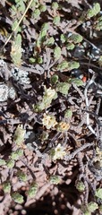 Kelleria villosa