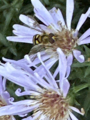 Unknown species found near Market St, La Crosse, WI, US