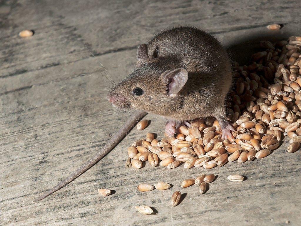 Коричневые мыши. Mus musculus домовая мышь. Домовая мышь mus musculus желтобрюхая. Домовые мыши коричневые с черной полоской.