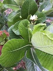 Himatanthus obovatus