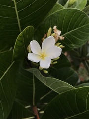 Himatanthus obovatus