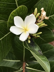 Himatanthus obovatus