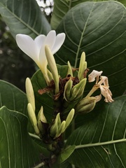 Himatanthus obovatus