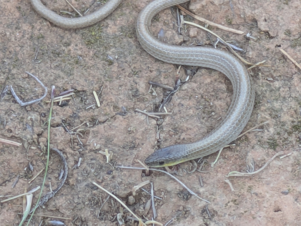 Striped Legless Lizard