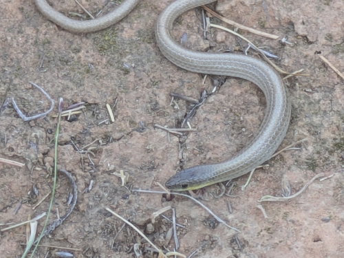 Striped Legless Lizard