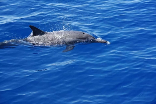 Stenella longirostris