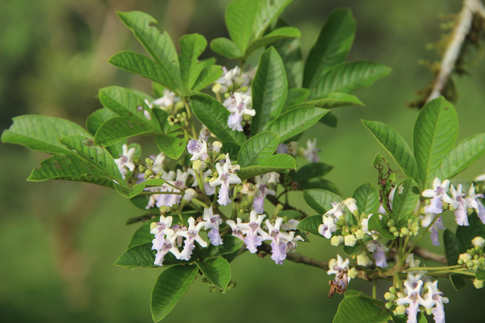 Vitex megapotamica