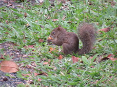 Sciurus aestuans ingrami